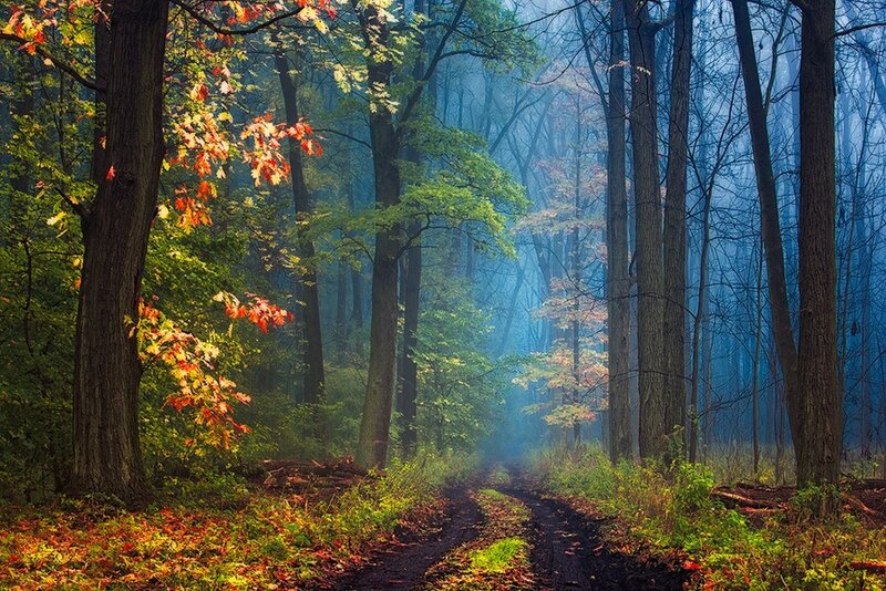Forest Path in Autumn — Green, Serene, Photograph, Trees, Mist