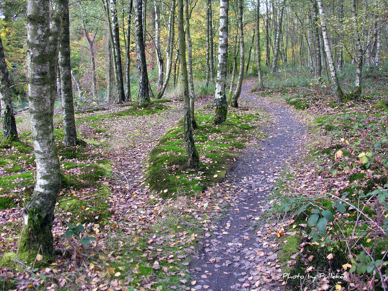 Forest Path in Autumn — Green, Serene, Photograph, Trees, Moss