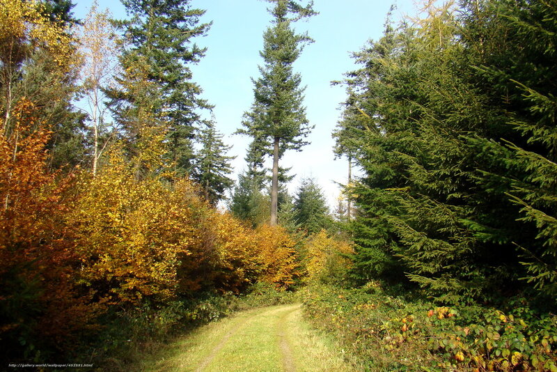 Forest Path in Autumn — Green, Serene, Photograph, Trees, Sky