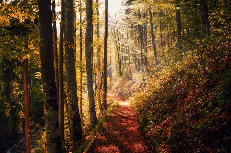 Forest Path in Autumn — Green, Serene, Photograph, Trees, Sunlight, Leaves, Trail