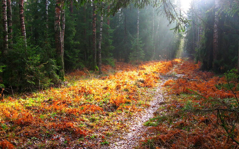 Forest Path in Autumn — Green, Serene, Photograph, Trees, Sunlight, Moss