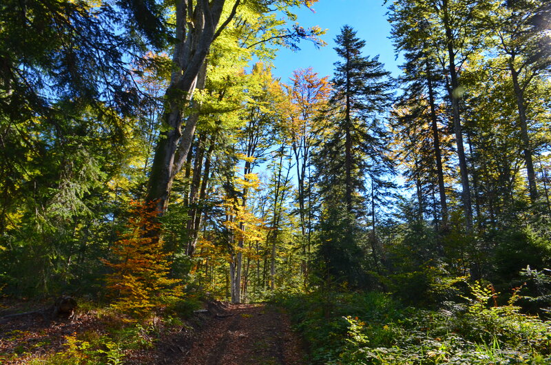 Forest Path in Autumn — Green, Serene, Photograph, Trees, Sunlight
