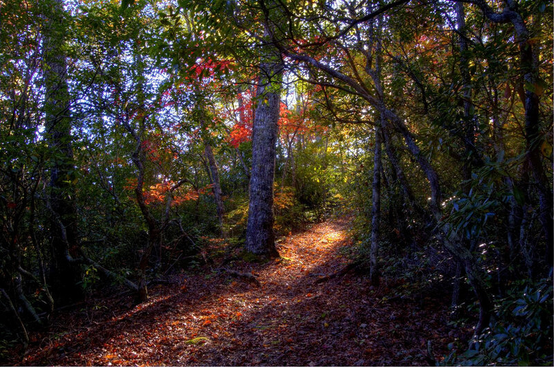 Forest Path in Autumn — Green, Serene, Photograph, Trees
