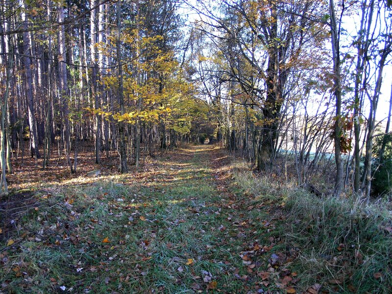Forest Path in Autumn — Green, Serene