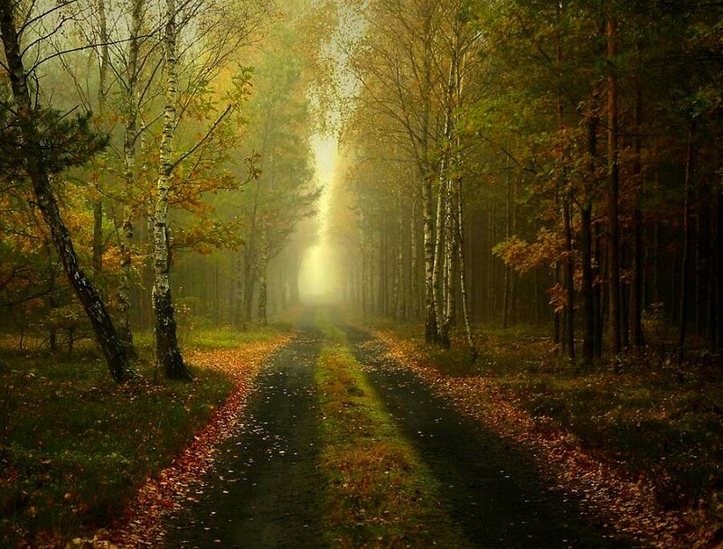 Forest Path in Autumn — Green