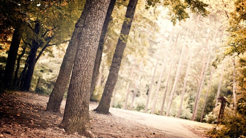 Forest path in autumn light