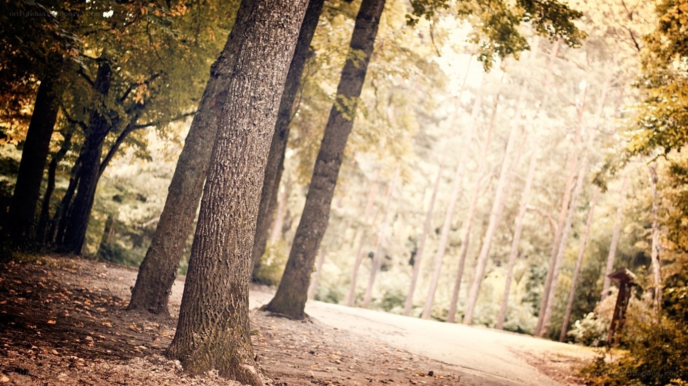 Forest path in autumn light