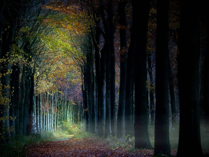 Forest path in autumn light