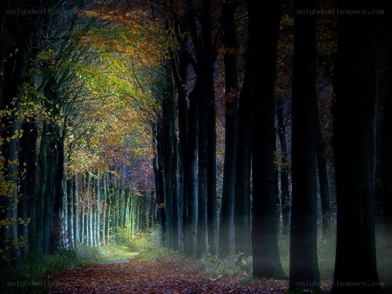 Forest path in autumn light