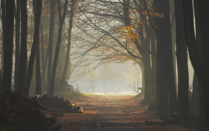 Forest path in autumn mist