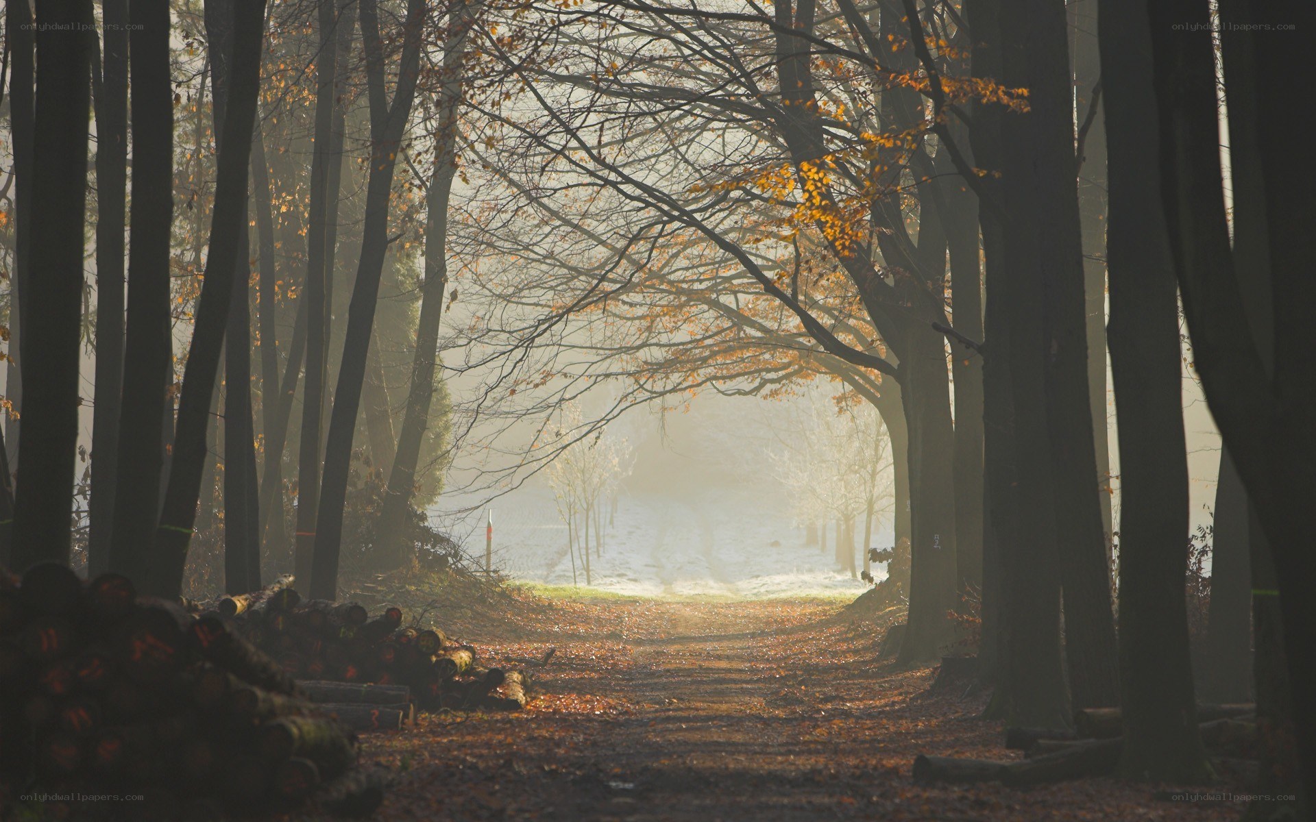 Forest path in autumn mist