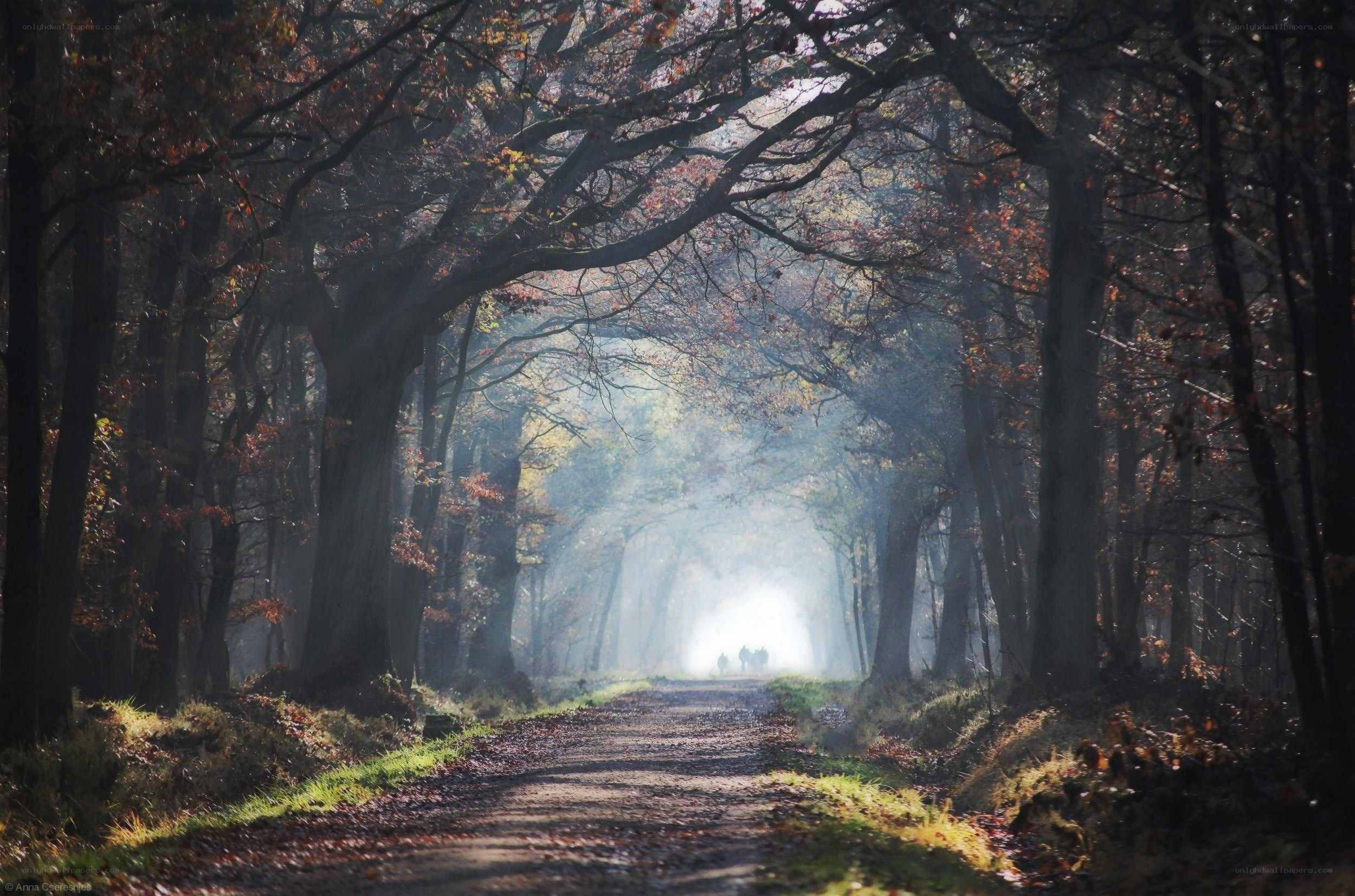Forest path in autumn mist