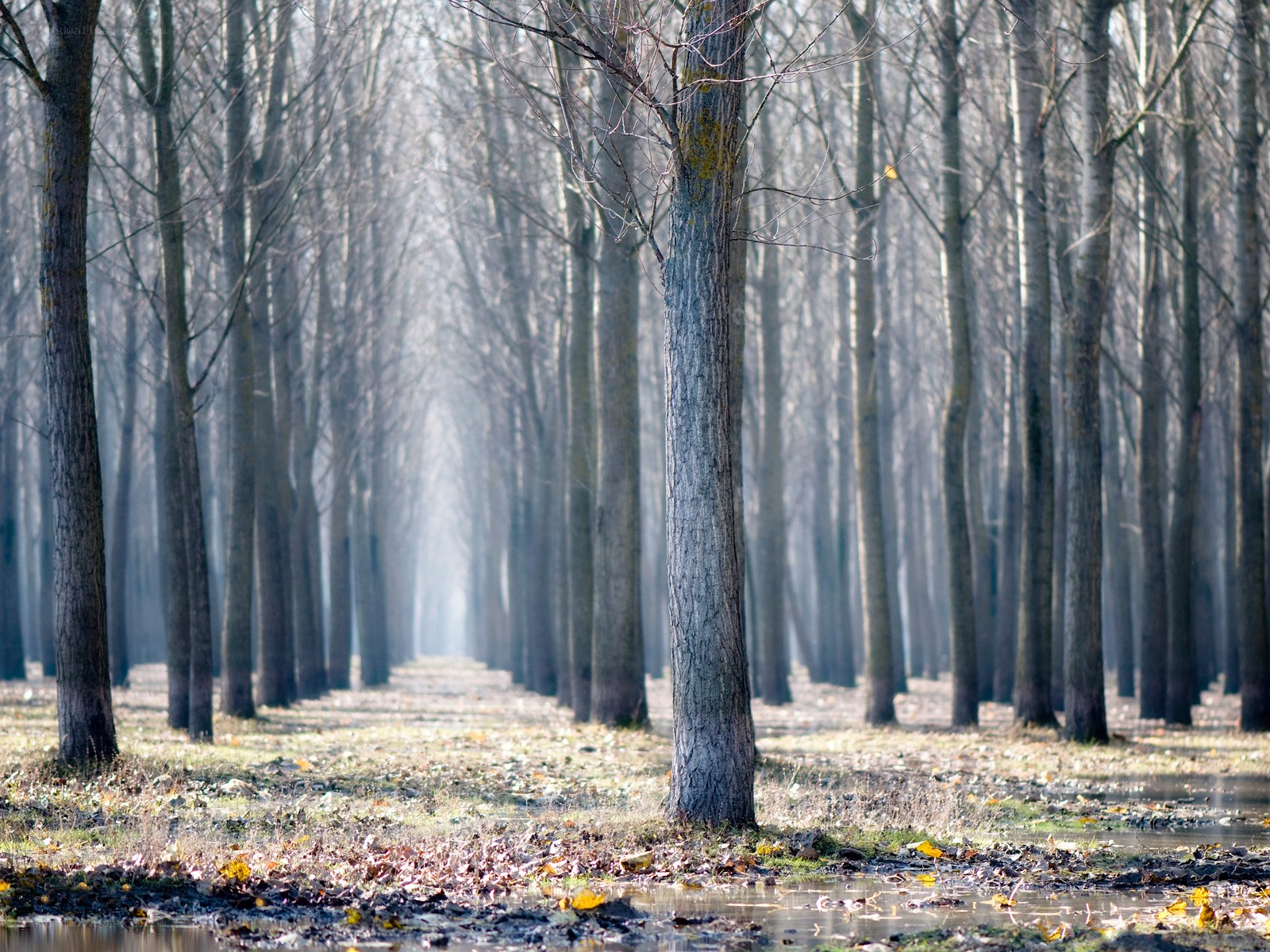 Forest path in autumn mist