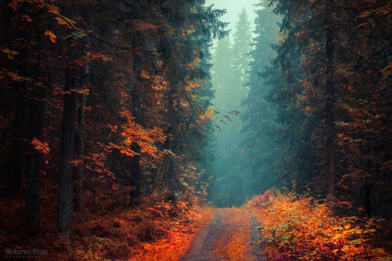 Forest Path in Autumn — Orange, Misty