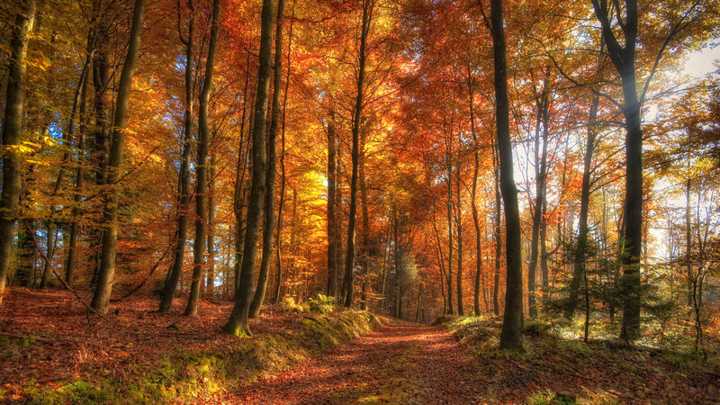 Forest Path in Autumn — Orange, Serene, Photograph