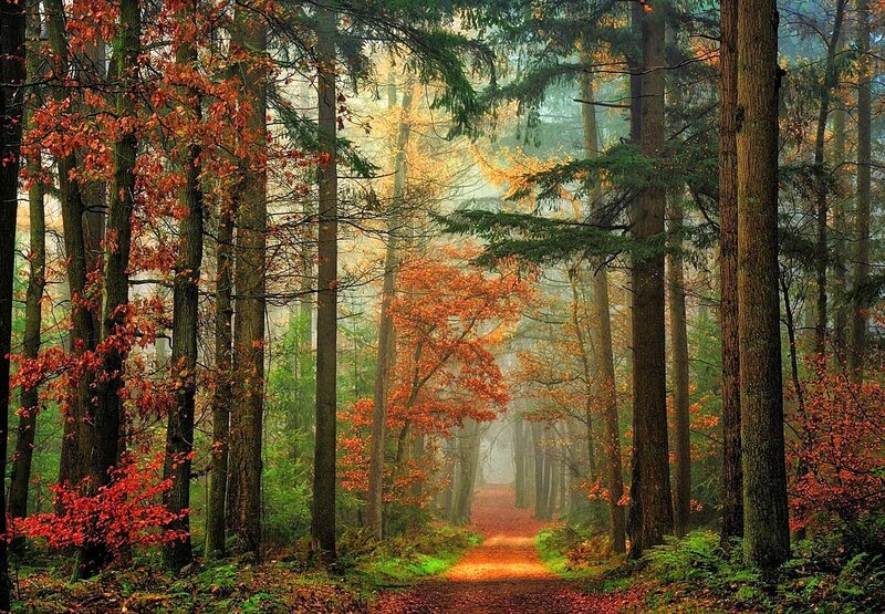 Forest Path in Autumn — Orange, Serene, Photograph, Trees, Fog, Fallen Leaves