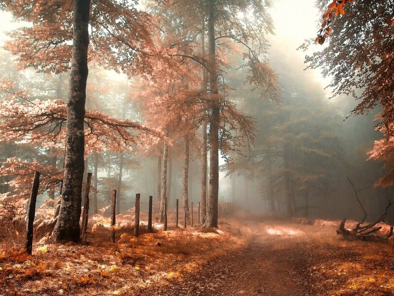 Forest Path in Autumn — Orange, Serene, Photograph, Trees, Fog, Fence