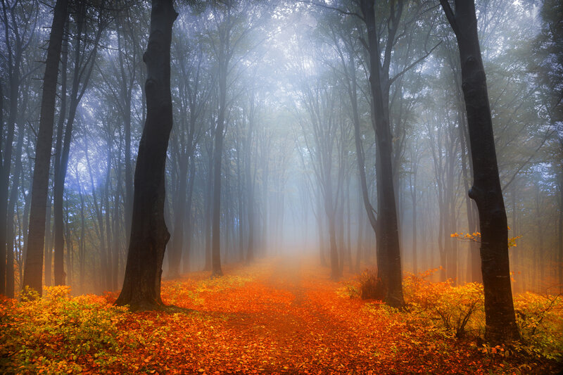 Forest Path in Autumn — Orange, Serene, Photograph, Trees, Fog, Leaves