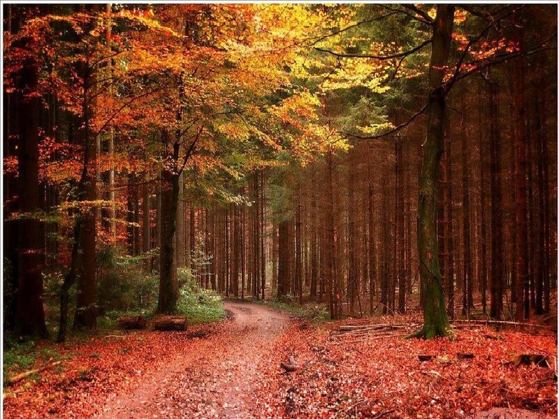 Forest Path in Autumn — Orange, Serene, Photograph, Trees, Leaves, Brown