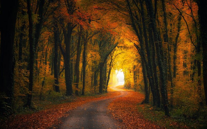 Forest Path in Autumn — Orange, Serene, Photograph, Trees, Leaves, Light