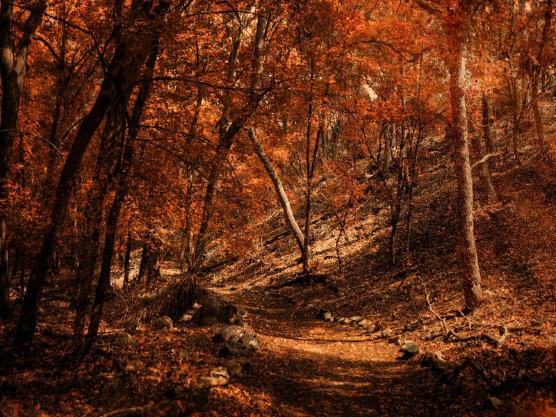 Forest Path in Autumn — Orange, Serene, Photograph, Trees, Leaves, Rocks