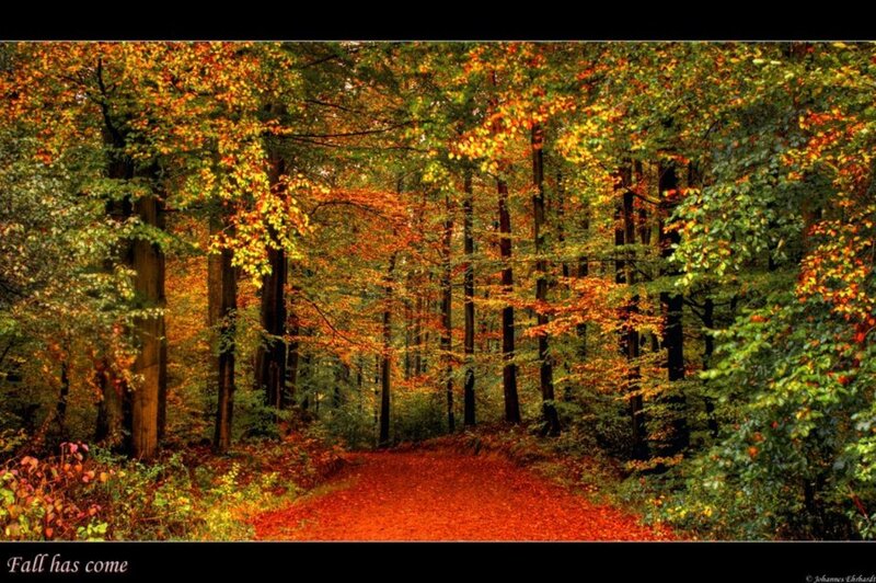 Forest Path in Autumn — Orange, Serene, Photograph, Trees, Leaves