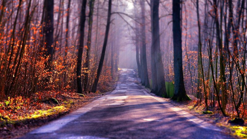 Forest Path in Autumn — Orange, Serene, Photograph, Trees, Road