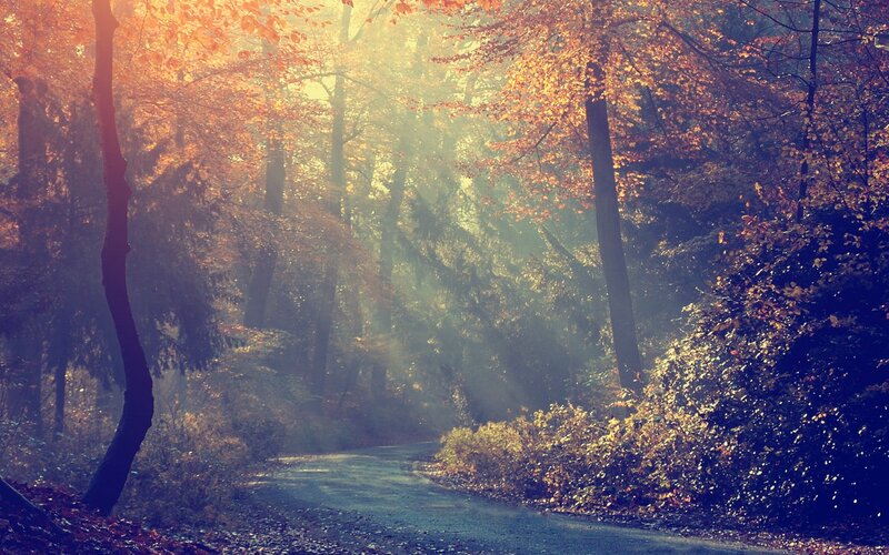 Forest Path in Autumn — Orange, Serene, Photograph, Trees, Sunlight