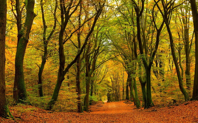 Forest Path in Autumn — Orange, Serene, Photograph, Trees