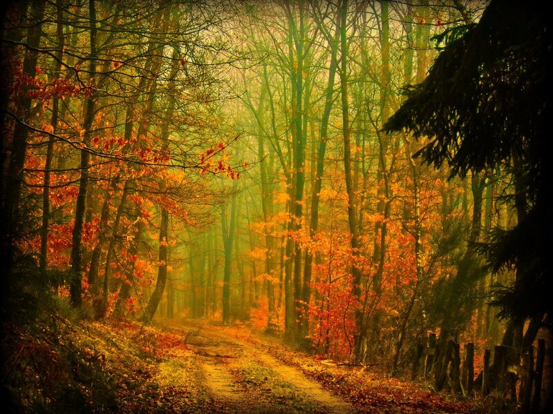 Forest Path in Autumn — Orange, Serene