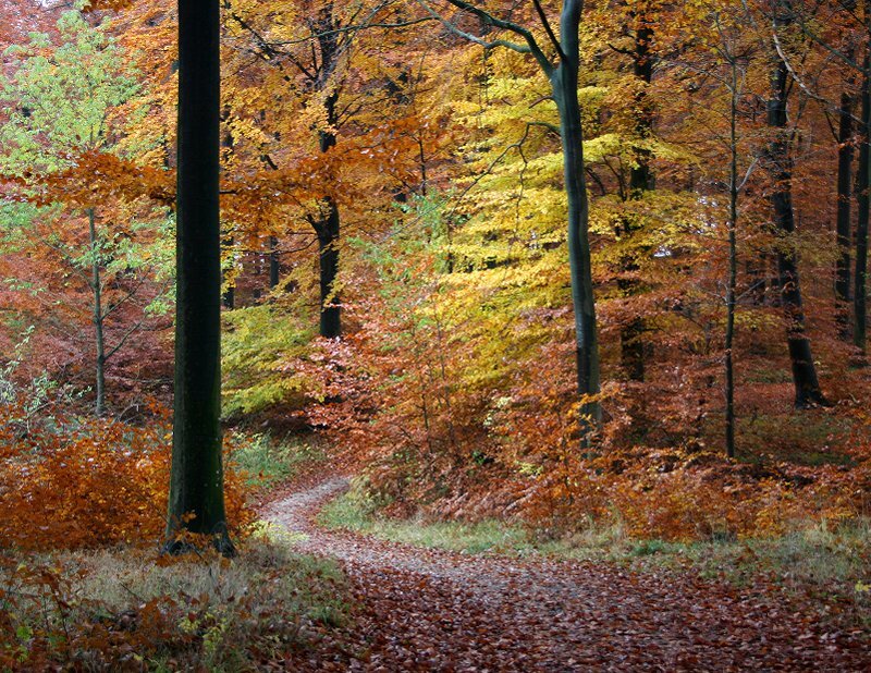 Forest Path in Autumn — Orange