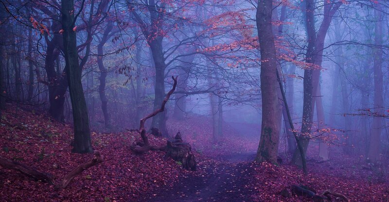 Forest Path in Autumn — Purple