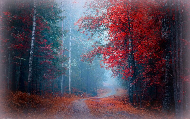 Forest Path in Autumn — Red, Misty, Photograph