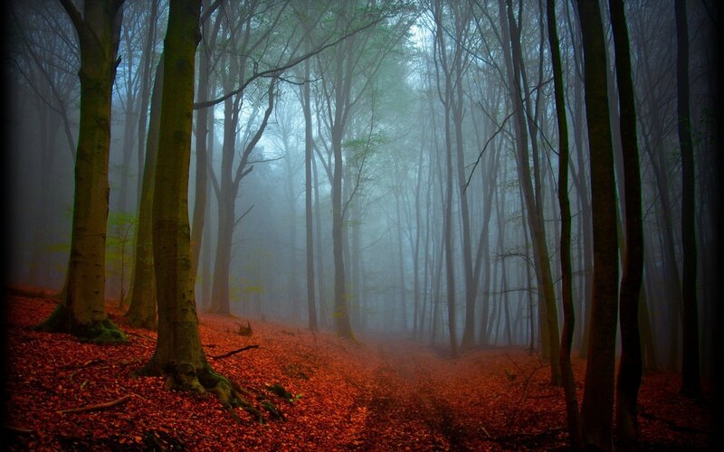 Forest Path in Autumn — Red, Misty