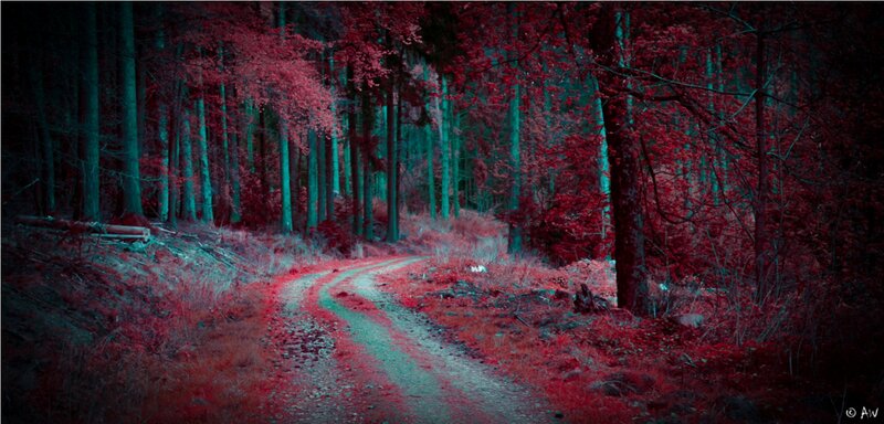Forest Path in Autumn — Red, Mysterious, Photograph