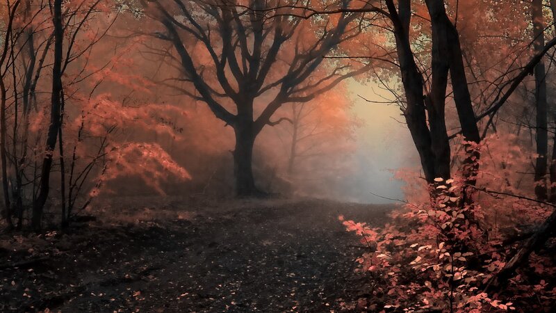Forest Path in Autumn — Red, Mysterious, Photograph, Trees, Fog, Leaves