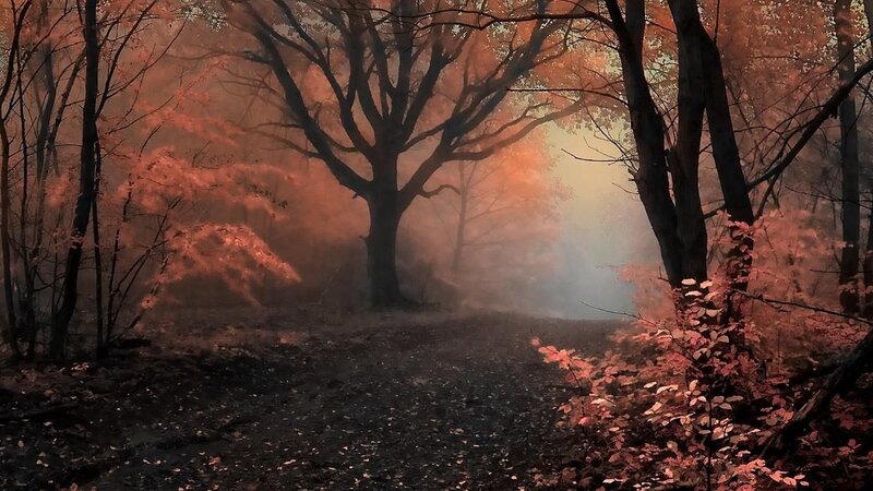Forest Path in Autumn — Red, Mysterious