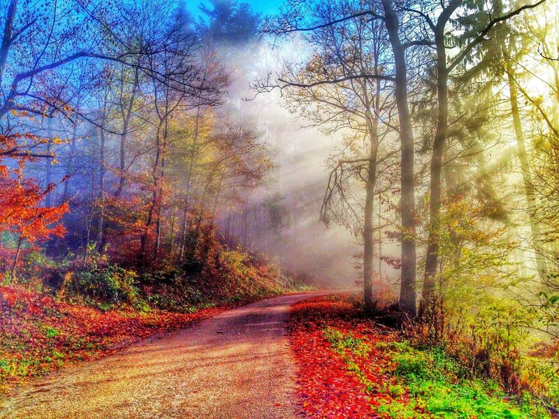 Forest Path in Autumn — Red, Serene, Morning