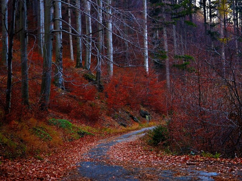 Forest Path in Autumn — Red, Serene, Photograph
