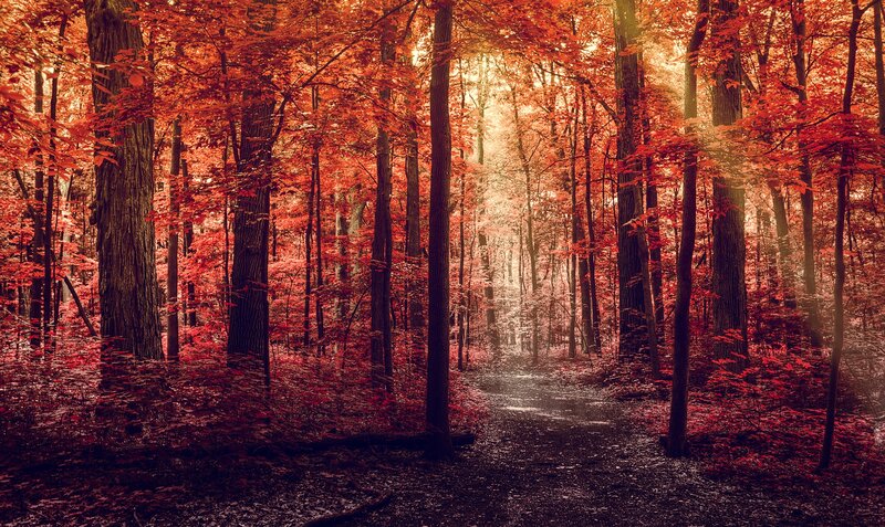 Forest Path in Autumn — Red, Serene, Photograph, Trees, Leaves, Sunlight