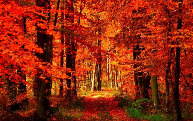 Forest Path in Autumn — Red, Serene, Photograph, Trees, Leaves