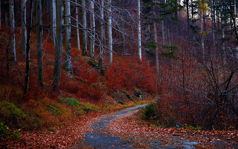Forest Path in Autumn — Red, Serene, Photograph, Trees