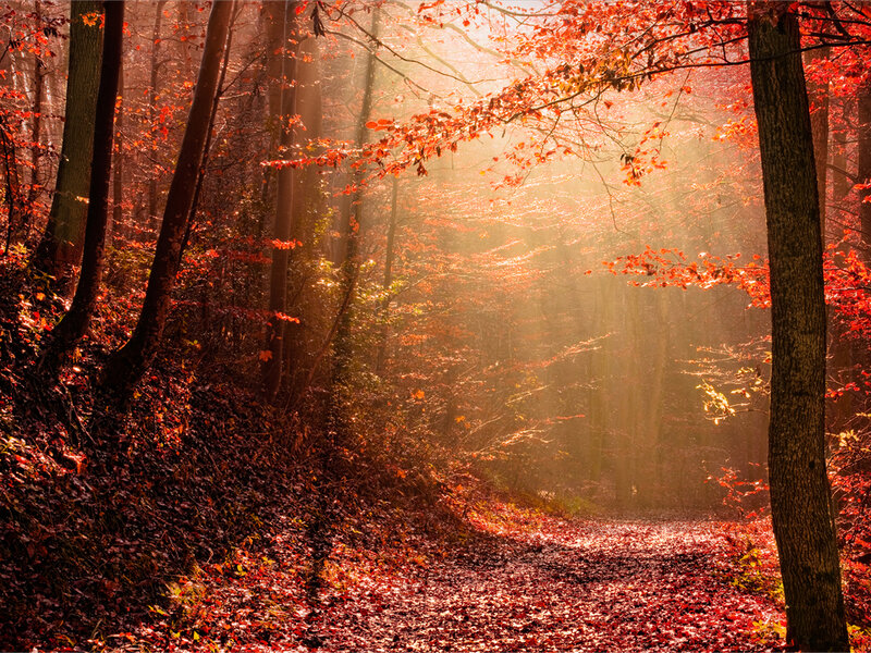 Forest Path in Autumn — Red, Serene