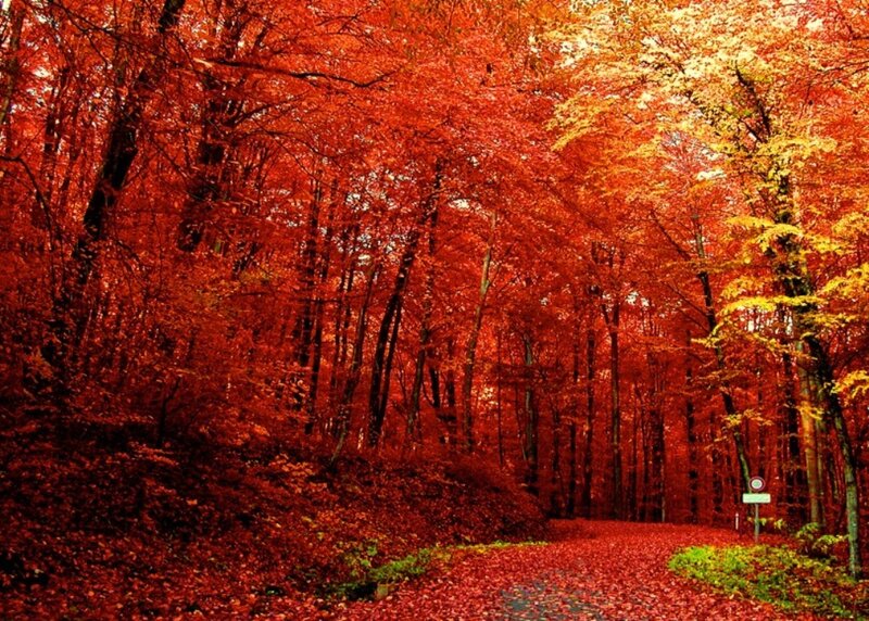 Forest Path in Autumn — Red