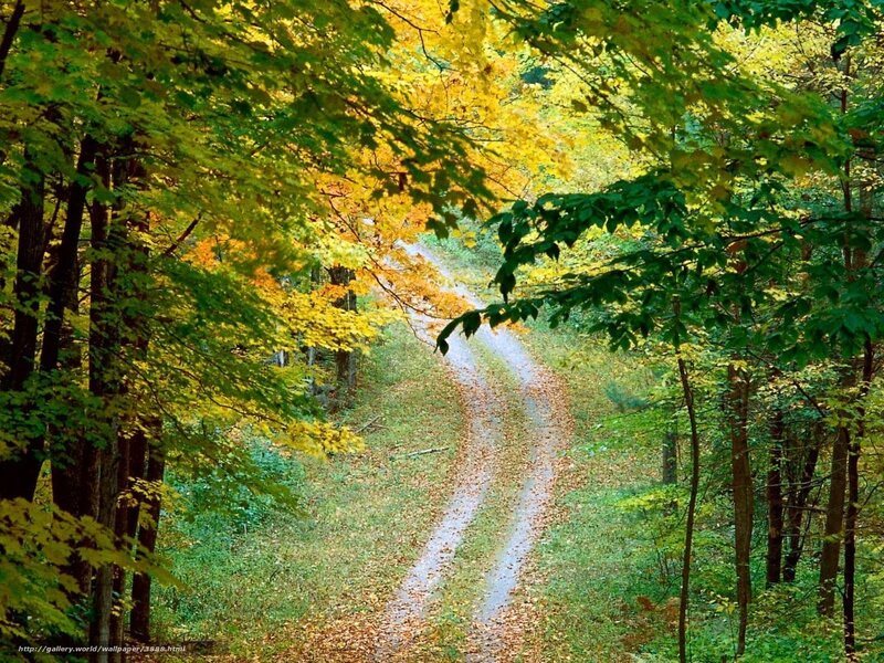 Forest path in autumn
