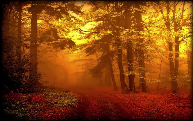 Forest Path in Autumn — Yellow, Mysterious