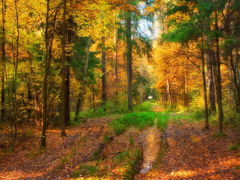 Forest Path in Autumn — Yellow, Serene, Photograph