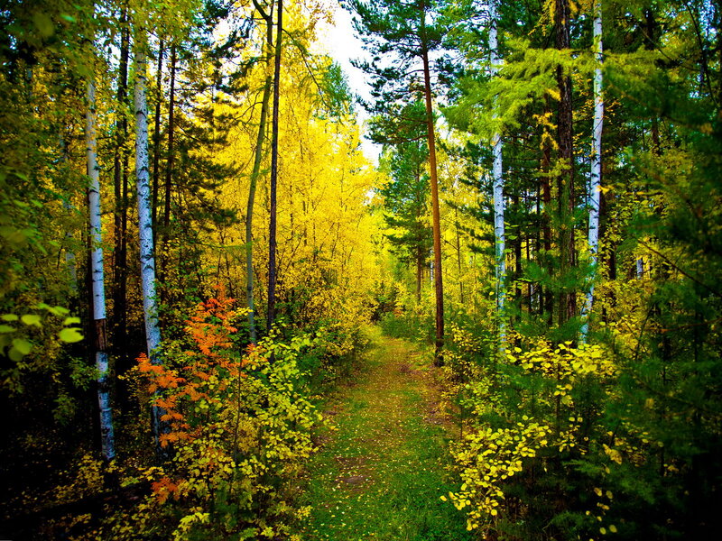 Forest Path in Autumn — Yellow, Serene, Photograph, Trees, Fall Foliage