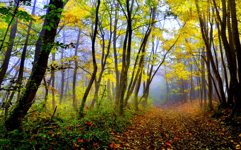 Forest Path in Autumn — Yellow, Serene, Photograph, Trees, Fog