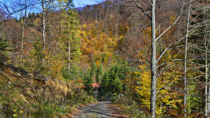 Forest Path in Autumn — Yellow, Serene, Photograph, Trees, Hillside, Building